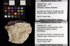 Foto (Objket + Etiketten) von Cracensigillatus acutirostris (Moericke, 1889) 